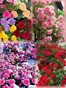 Climbing Roses for Family Gardens 200 Seeds -Mixed Colors Multicolor Blooms, High Germination, Low Maintenance, Drought-Resistant, Non-GMO & Safe for Pollinators