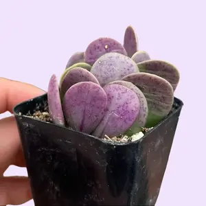 2” Senecio jacobsenii Trailing Jade