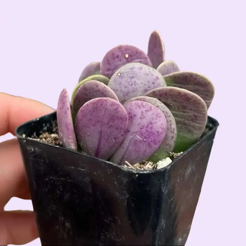 Senecio jacobsenii Trailing Jade