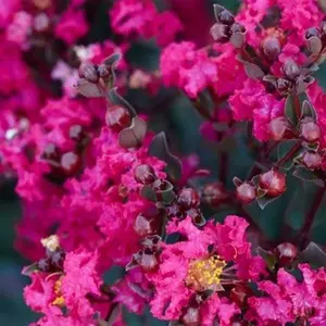Green River 20 Magenta Crape Myrtle Seeds - Crape Myrtle Flower Seed Pack, Drought-Tolerant Bark, Cottage Garden Essential, Perennial Tree for Bold Summer Color