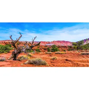 AWERT 24x12 inches Reptile Habitat Background Blue Sky Oasis Orange Desert Terrarium Background