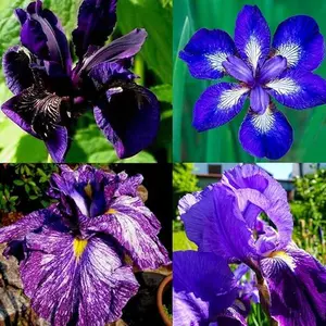 200+Mixed Rare Iris Flower Seeds to Plant Outdoor- Perennial Beautiful Blooms for Your Garden Home