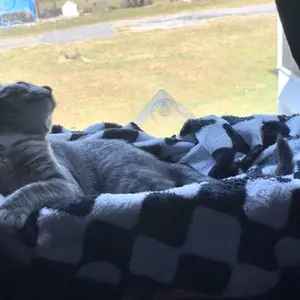 Product Review of Winter Warm Pet Bed, 2 in 1 Foldable Cat Tunnel Cat Bed, Warm Plush Cat Bed with Hanging Ball & Tunnel Buckle, Pet Supplies for Indoor Outdoor Use from A**1