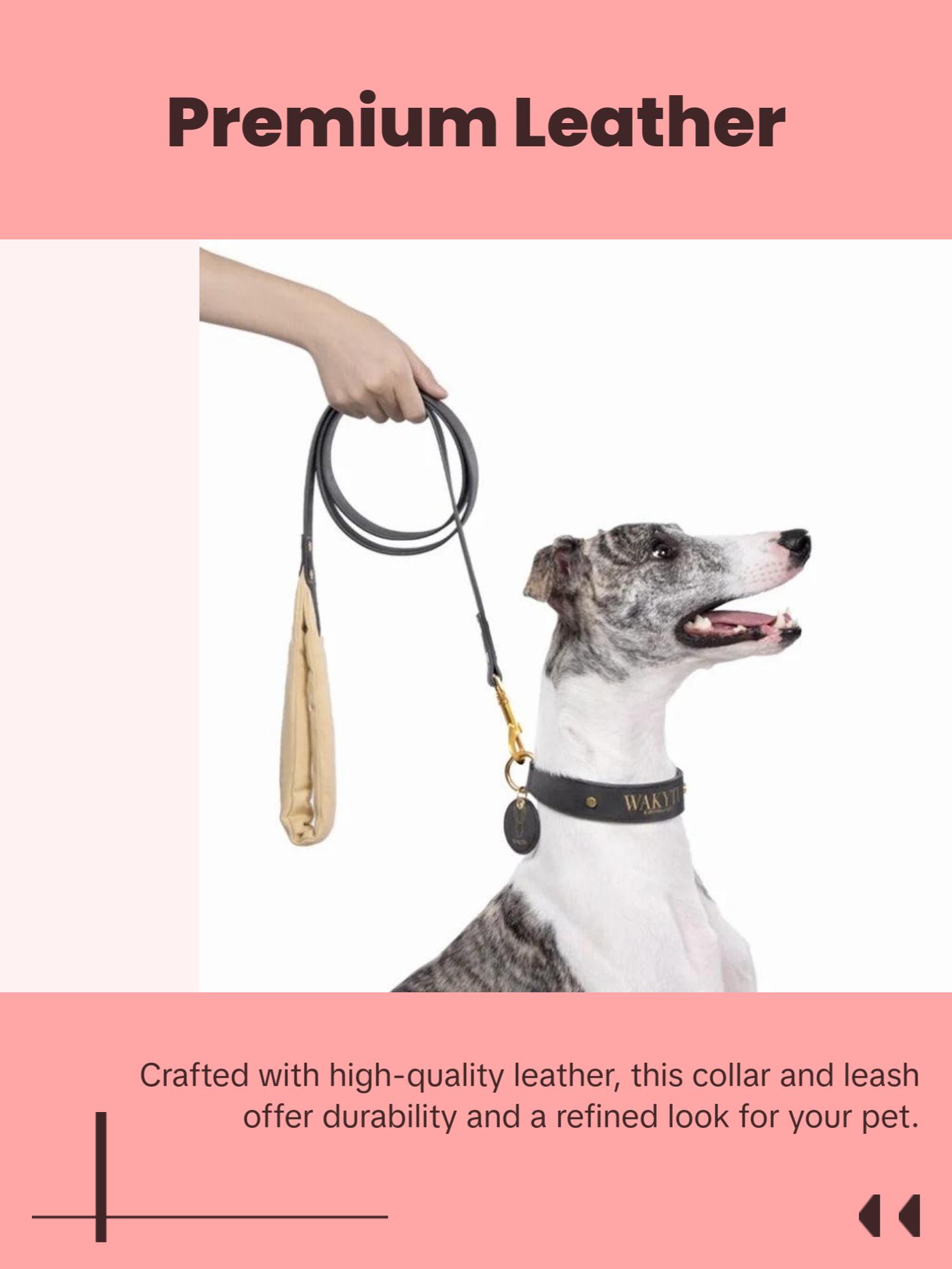 Luxury Leather Dog Collar & Leash with Padded Handle