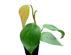 Philodendron villamagense 'Pangui'