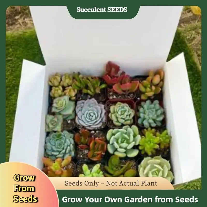 300Pcs Assorted Succulent Seeds – Create a Colorful Indoor Garden with Easy-to-Grow, Low-Maintenance Varieties for Pots & Terrariums