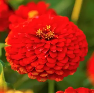 TomorrowSeeds - Cherry Queen Zinnia Seeds -  Red Zinnia Elegans Giant Cut And Come Again Heat Tolerant Long Blooms Flower Seed For 2024 Season