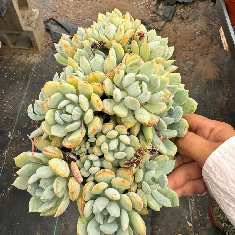 Echeveria moonglow Succulent Plant 6 inch pot