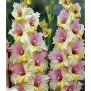 Gladiolus bulbs (corms)- Mon Amour 'Sword lily' ,Summer flowering