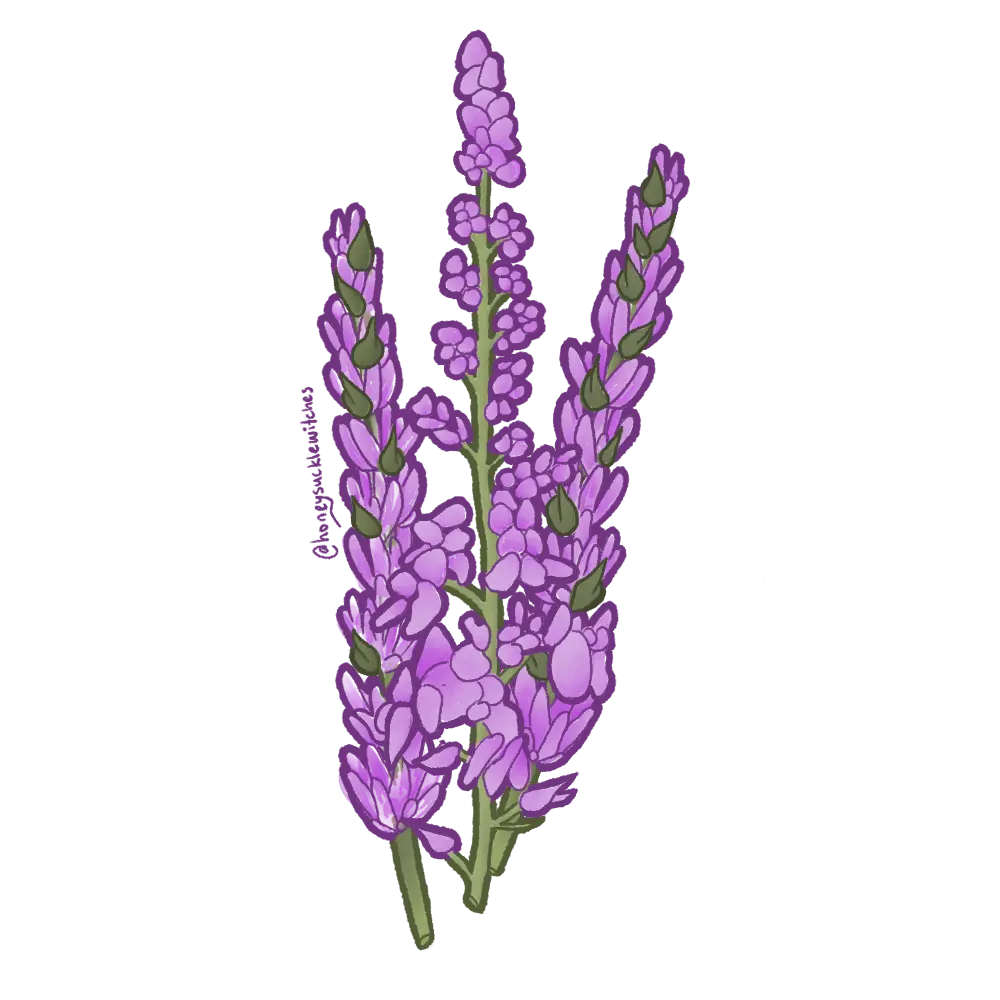 Bundle of Lavender || Waterproof Vinyl Sticker