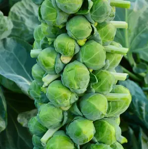 500+ Seeds Catskill Brussels Sprouts Seeds for Planting, Perennial Fresh Vegetable Seeds for Garden