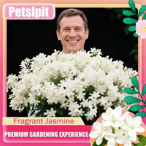 【 Buy two, get one free】for 50 Non-GMO Climbing Silver Jasmine Seeds - Aromatic Evergreen, Ideal Decor Choice for Garden & Balcony