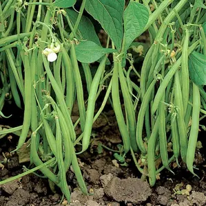 TomorrowSeeds - Blue Lake 274 Green Bean Seeds -  (Bush) Non GMO Stringless USA Garden Prolific Wax Beans Seed Vegetable Seed for 2024 Season