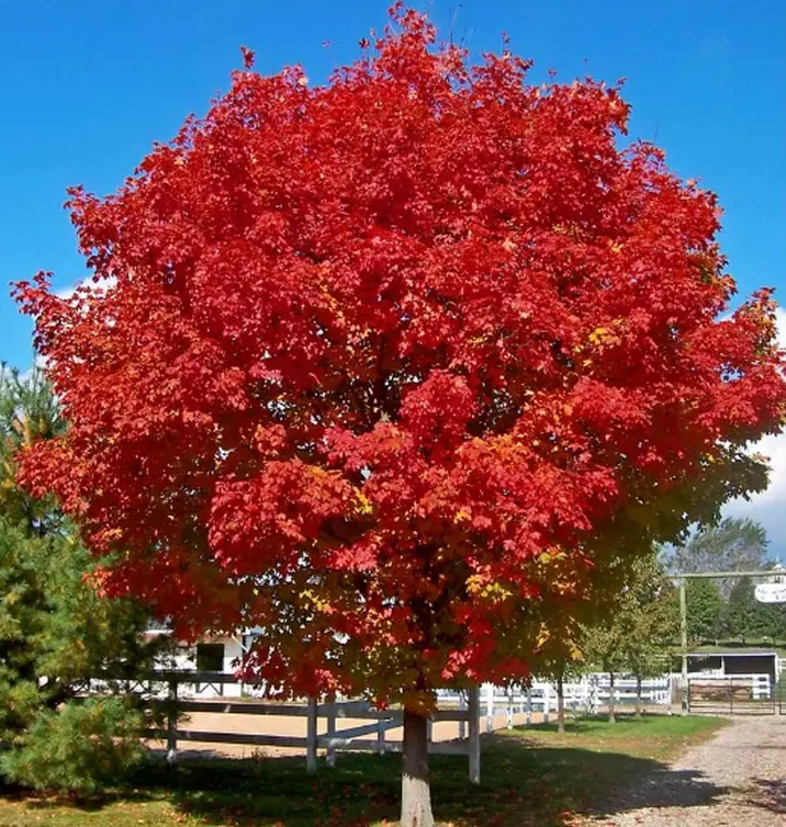 Celebration Maple Tree Live Plant 1-2' Tall in Quart Pot- Maple Plant- Ornamental Tree Outdoor Garden