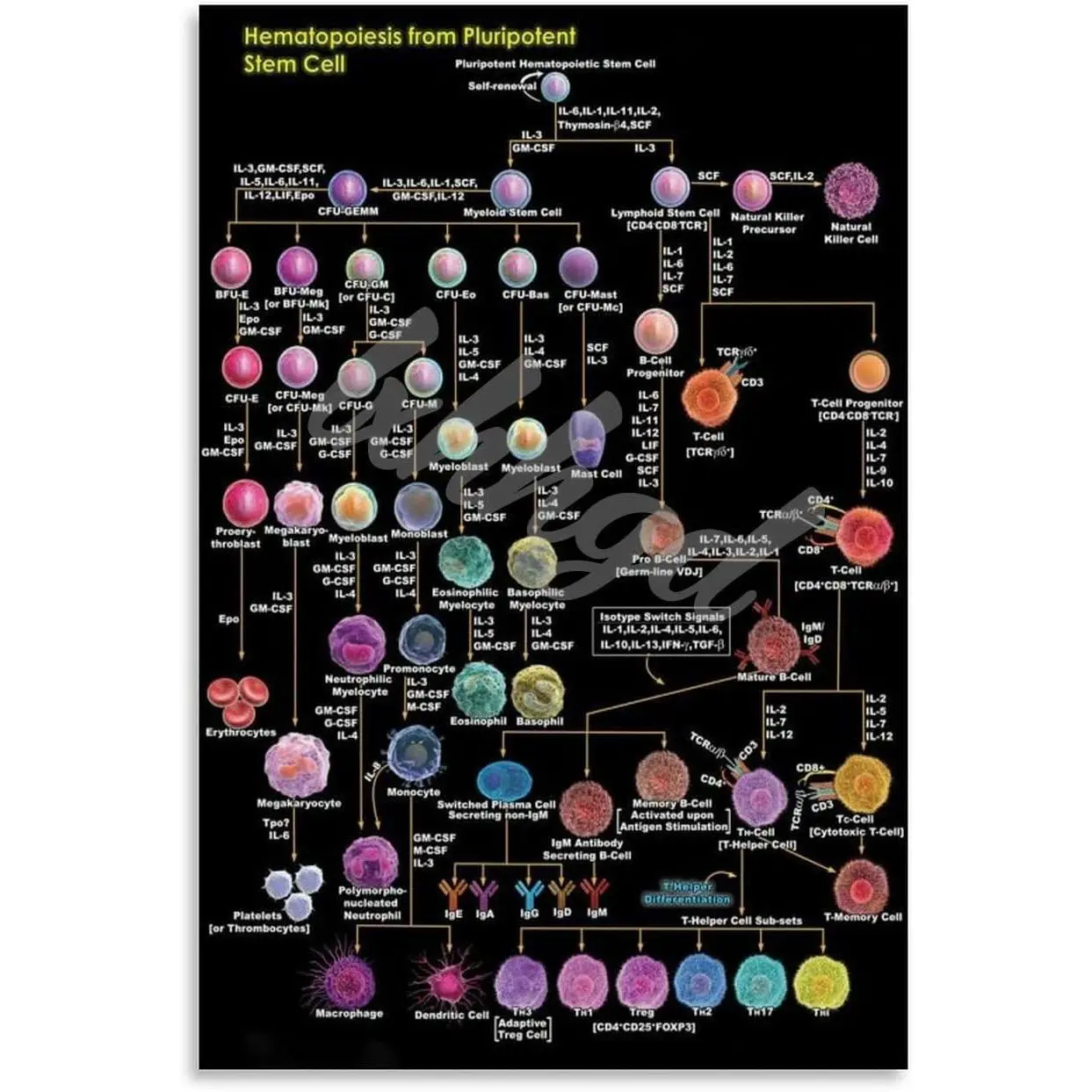 Hematopoiesis Medical Health Knowledge Posters (1) Canvas for Living Room Bedroom Decor 16x24inch(40x60cm) Unframe-style
