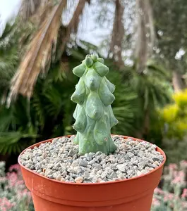 Boobie Cactus, Myrtillocactus Geometrizans Cactus, Rare Cactus, Exotic Plant in 4", 6", 8" pot