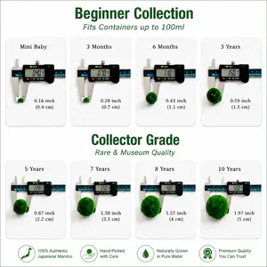 Sample Marimo Moss Balls Multiple Size - Authentic Japanese Moss Balls