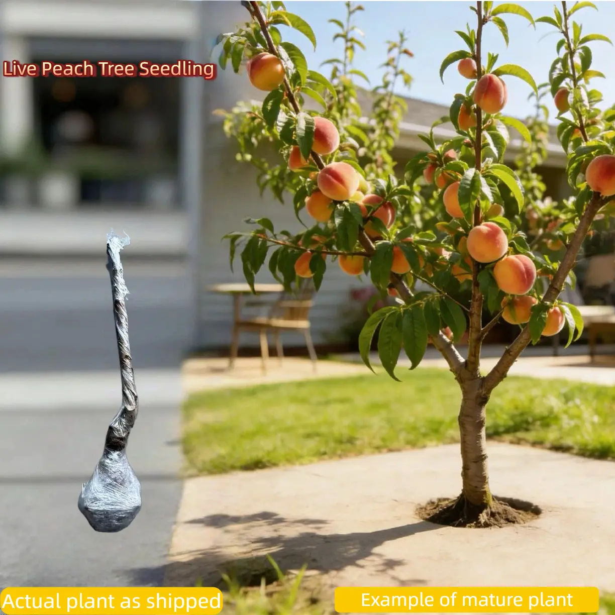 how to plant a fruit tree - TikTok Shop