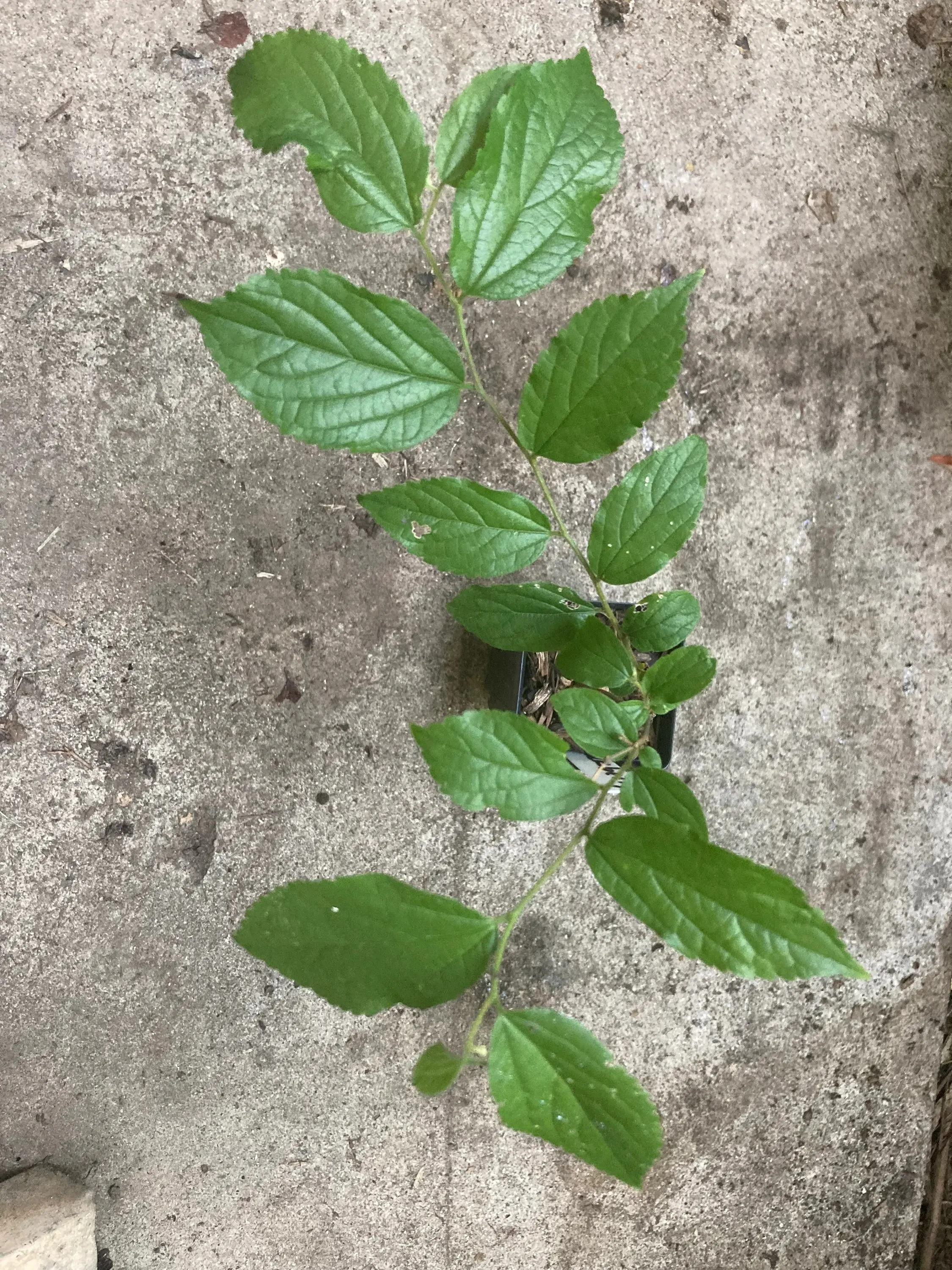 Organic Deciduous Celtis occidentalis Hackberry Live Tree Plant - Rounded Crown, Full Sun Tolerant, Ideal for Parks/Streets, Clay Soils, Dry Upland Areas, All Seasons (Home Improvement & Garden Supply)