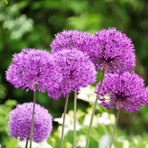 50 Seeds Purple Giant Allium Giganteum Seeds Dramatic Border Background Plant Drought Tolerant Great for Dried Cut flower Low-Maintenance Attract Pollinators