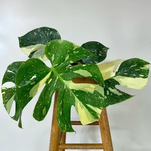 Large Thai Constellation Plants