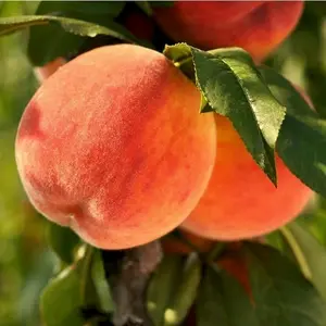 10+ Dwarf Peach Tree Heirloom Garden Seeds for Planting - Grow Your Own Peach Fruit Trees