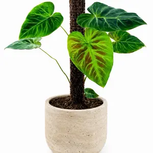 Philodendron Verrucosum ‘Tambillo’ Tissue Culture Plant (TC) – Rare Collector Aroid – Grower’s Choice