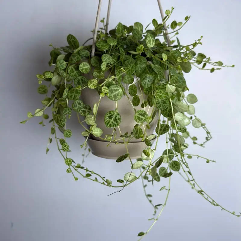 String of Turtles Plant 4.5" pot pet friendly plant Easy Care Indoor Live Houseplant