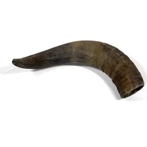 Cow horn(KON BEF)