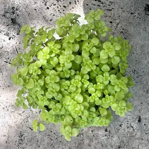 Ogon Golden Stonecrop Succulent in 4” Pot