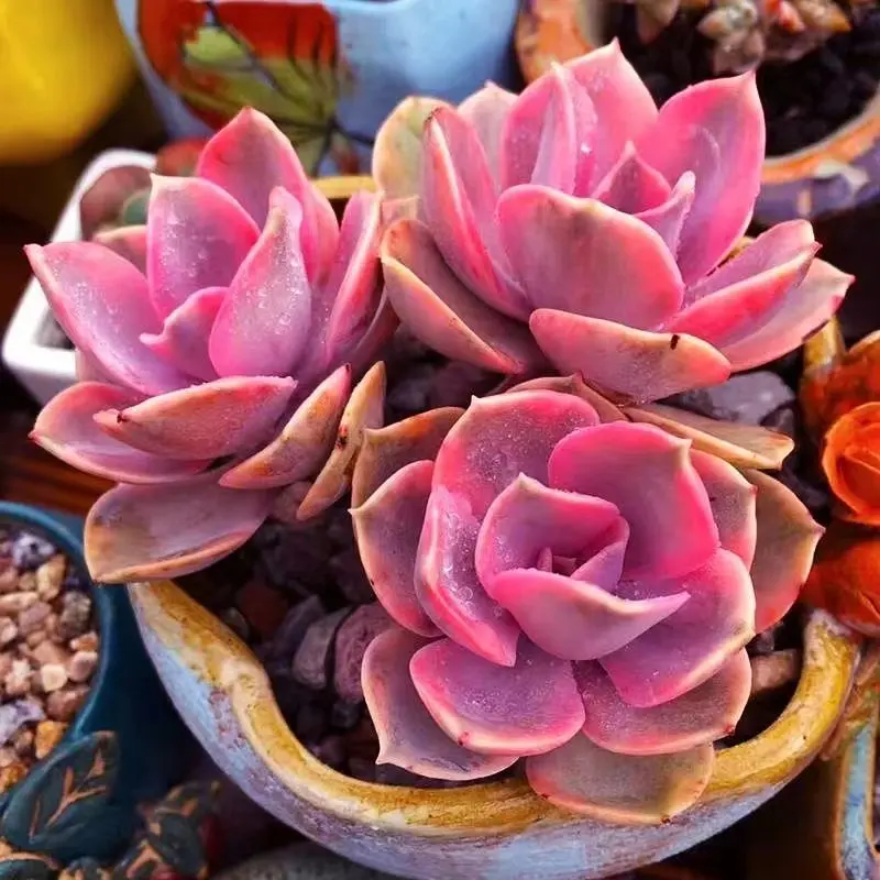 sugars succulents Sempervivum 'Sugar Shimmer' Outdoor Succulent main image 0