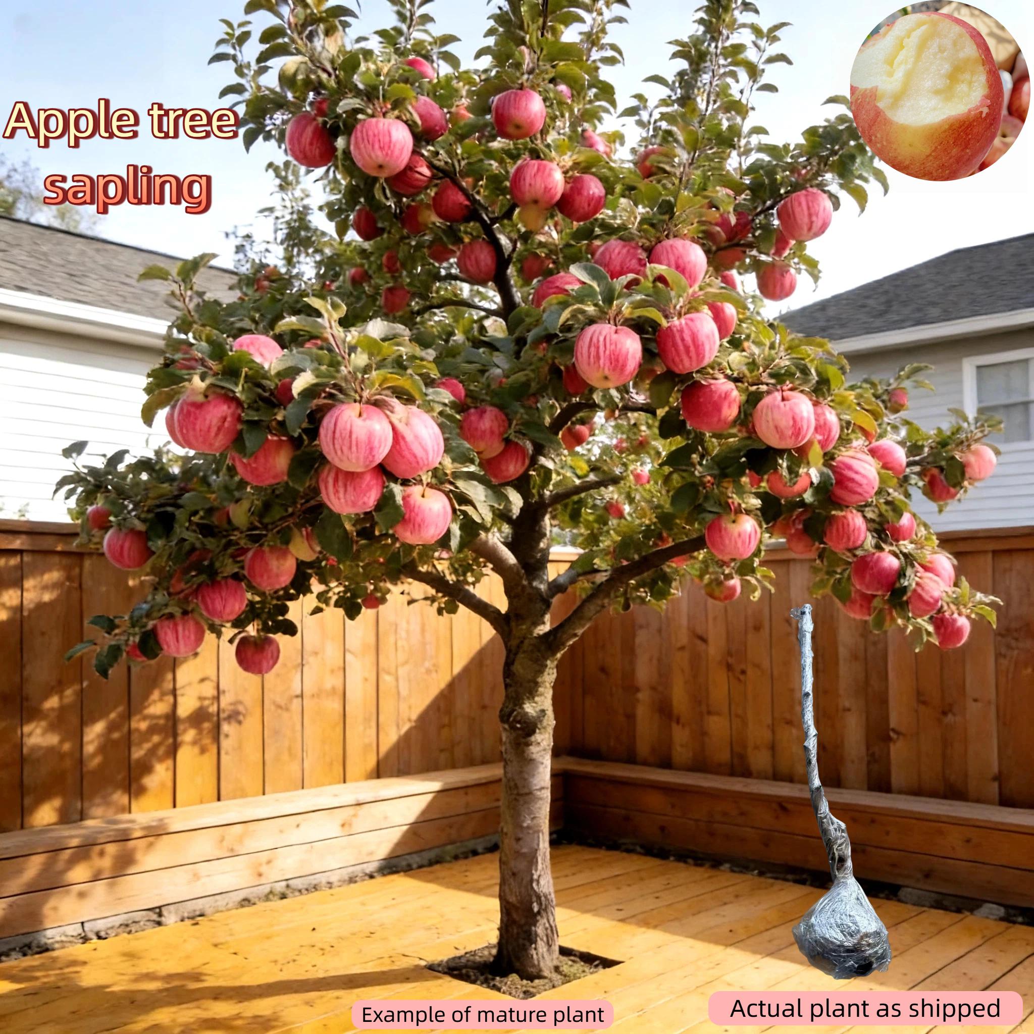 Cold Hardy Apple Tree for Home Garden │ Bare Root with Strong Roots │ Perennial Fruit Plant for Patio or Yard Sapling Non-GMO Compact