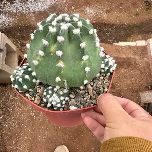 Domino cactus 6 inch pot plant