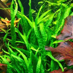 BUY 2 GET 1 FREE Java Fern 'Narrow Leaf' (Microsorum Pteropus "Narrow")-Easy Live Aquarium Pond Aquatic Plant