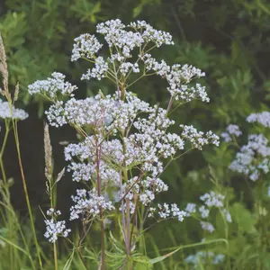 Heirloom Anise Seeds - Organic and Regenerative Gardening Seeds