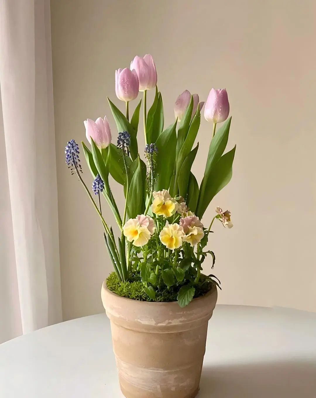 Double petaled tulips, rich in colors, planted in autumn and winter, blooming in spring, with a super high appearance value