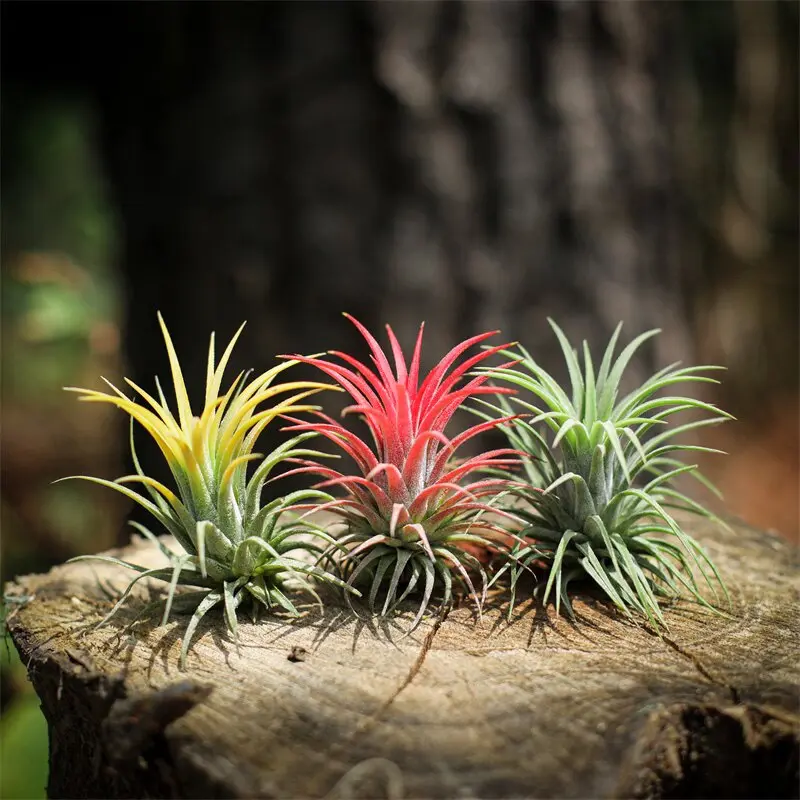 3Pcs Random Mixed Bare Root Tillandsia Air Plants, Live No-Soil Easy-Care Plants with Natural Gradient, Strong Ornamental Value Hanging Decor for Home Garden