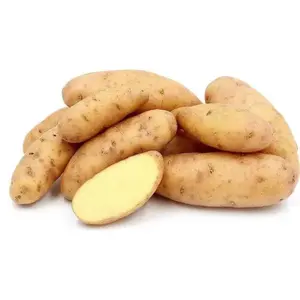 Austrian Crescent  FINGERLING POTATO .