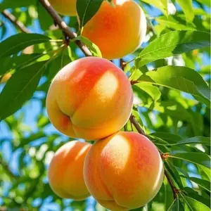 10 Peach Seeds for Planting – Suitable for Garden Beds, Patio Containers & Outdoor Landscape Projects – Easy Storage Fruit Seed Pack – Seeds Only, No Live Plants Included