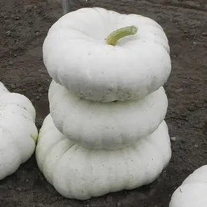 Flat Stacker Pumpkin Seeds for Planting (10 Seeds)