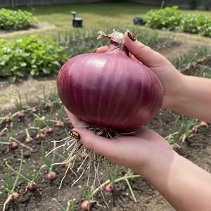 500 Red Onion Seeds – Perfect for Home Garden Planting, Medium to Large Bulbs, Crisp Texture, Ideal for Fresh Use & Cooking