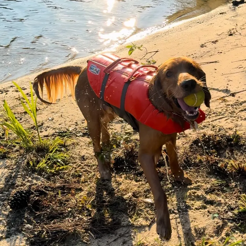 Outward Hound Granby Splash Dog Life Jacket - Adjustable Straps, Front Neck Float, Dual Grab Handles