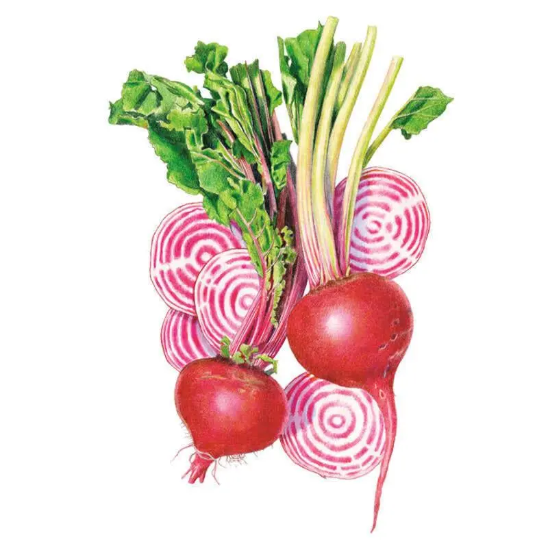 Chioggia Beet Seeds Chioggia Beet Seeds