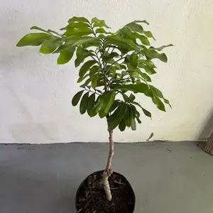 Air Layered Longan Fruit Tree, 2-3 ft Tall, 3-Gal Pot