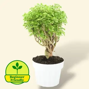Ming Aralia Gold Bonsai 6” - Easy Care Low Maintenance House Plant Ming Aralia Gold Bonsai 6” - Easy Care Low Maintenance House Plant