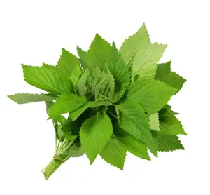 Vietnamese Balm Seeds Hat Rau Kinh Gioi Easy to Grow Delicious Herbaceous Plant for Culinary Use by MAI'S FAMILY