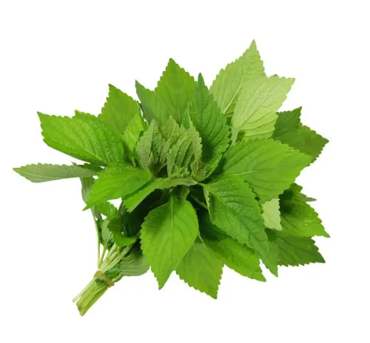 Vietnamese Balm Seeds Hat Rau Kinh Gioi Easy to Grow Delicious Herbaceous Plant for Culinary Use by MAI'S FAMILY