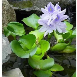 Eichhornia Crassipes - Water Hyacinth