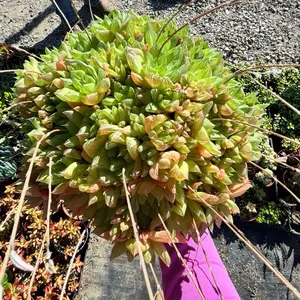 Haworthia Succulent Plant 6 inch pot