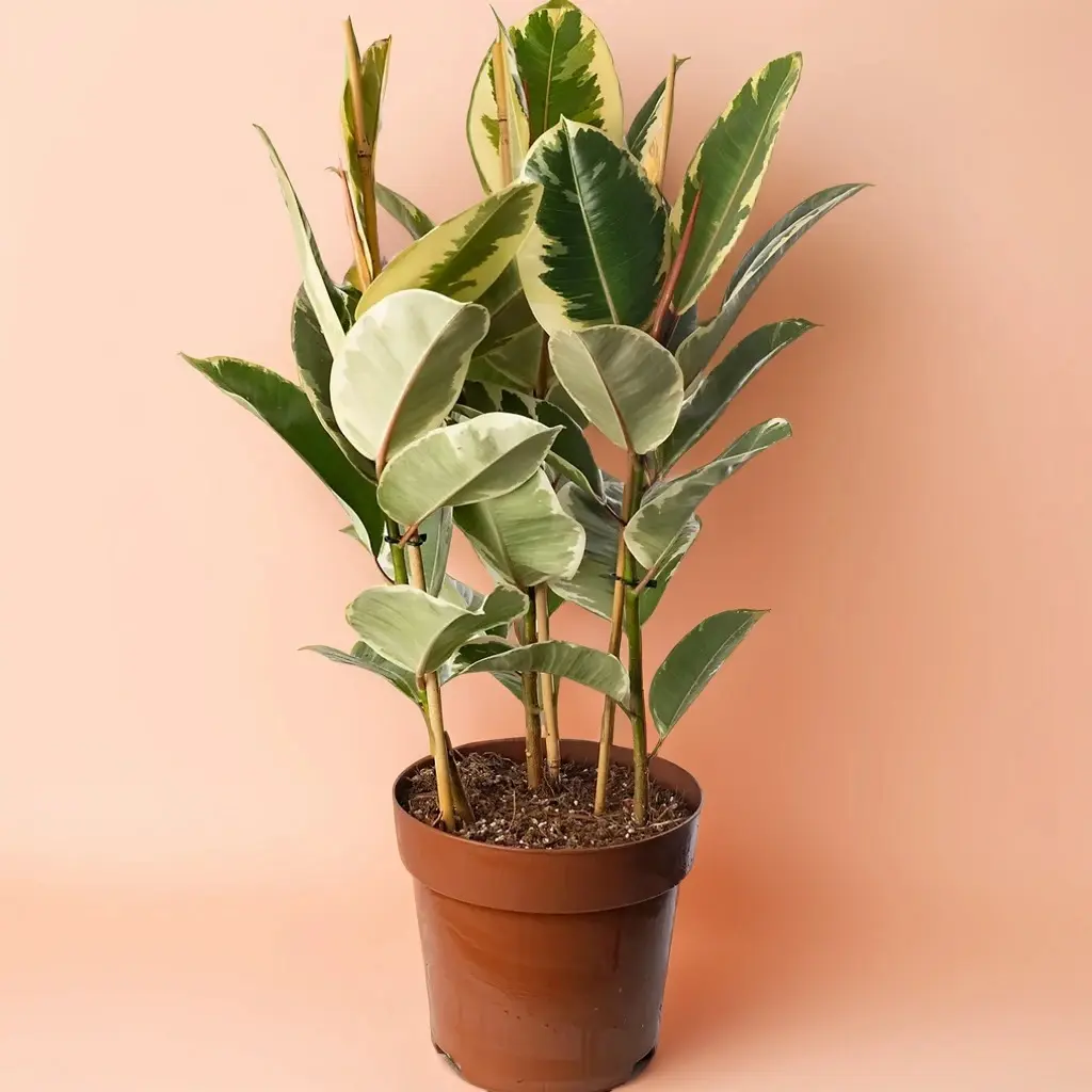 6" Ficus Elastica Tineke – Indoor Live Plant, Medium Rubber Tree, Very Air Purifying, Beginner Friendly, Bright Light, Houseplant